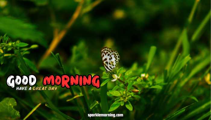 good morning butterfly images