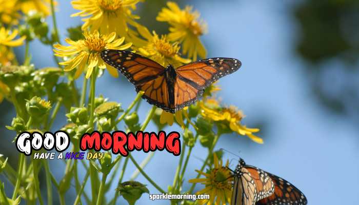 good morning butterfly images