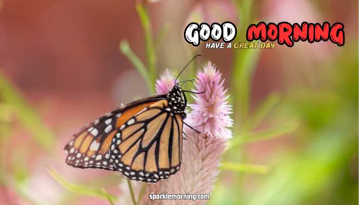 good morning butterfly images