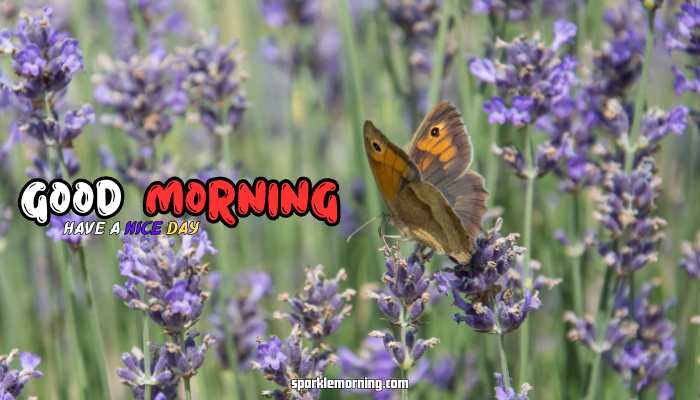 good morning butterfly images