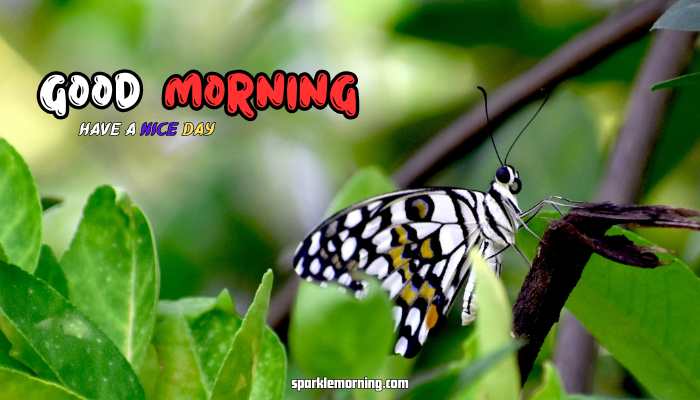 good morning butterfly images