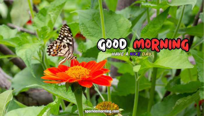 good morning butterfly images