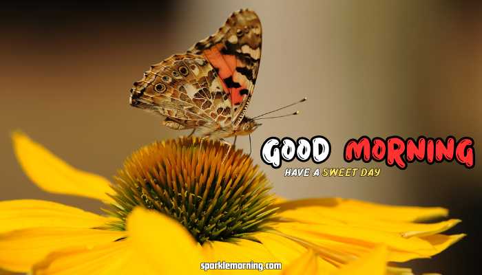 good morning butterfly images