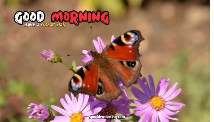 good morning butterfly images