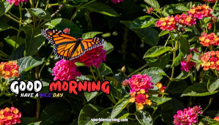 good morning butterfly images