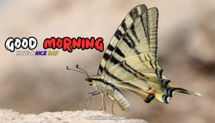 good morning butterfly images