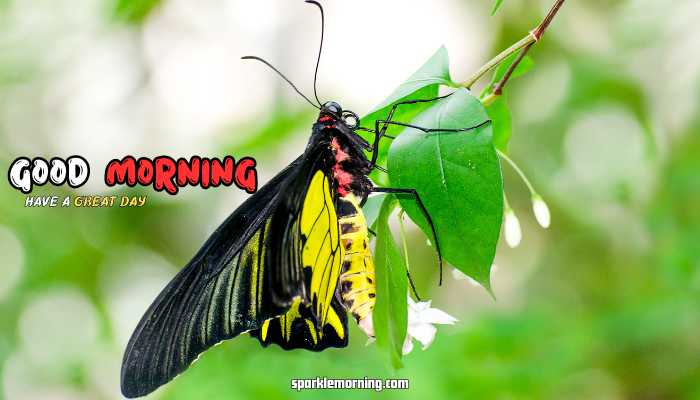good morning butterfly images