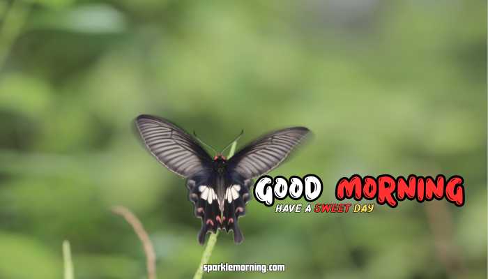 good morning butterfly images