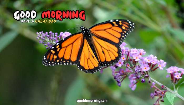 good morning butterfly images
