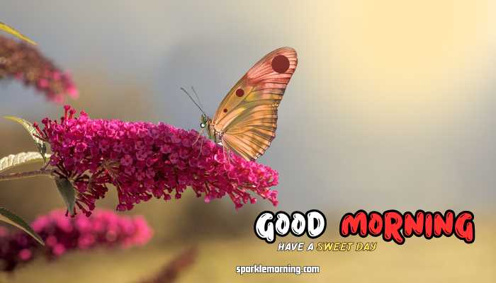 good morning butterfly images