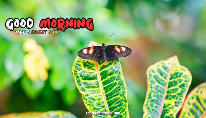 good morning butterfly images