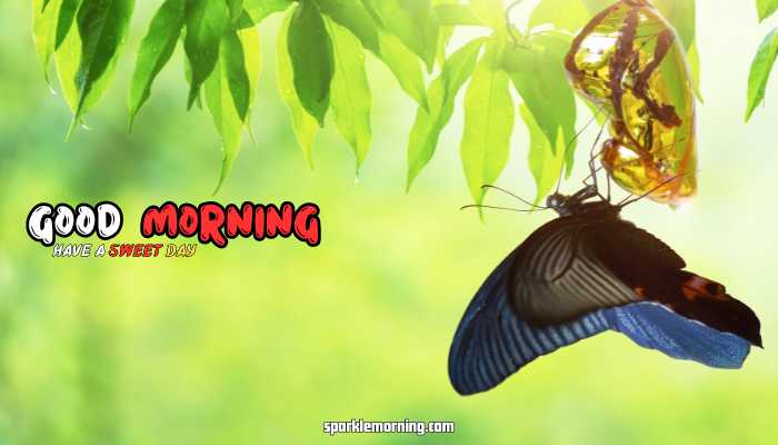 good morning butterfly images