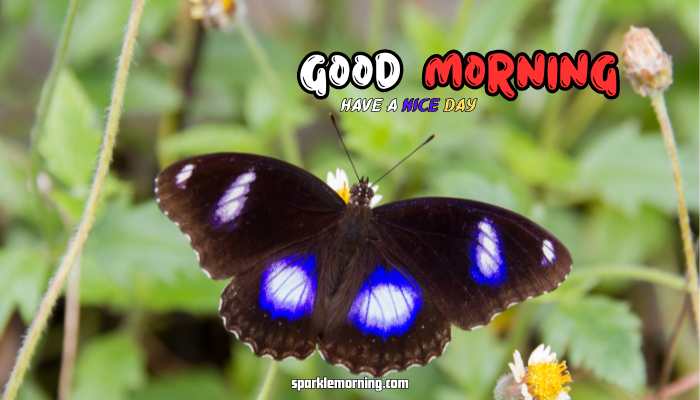good morning butterfly images