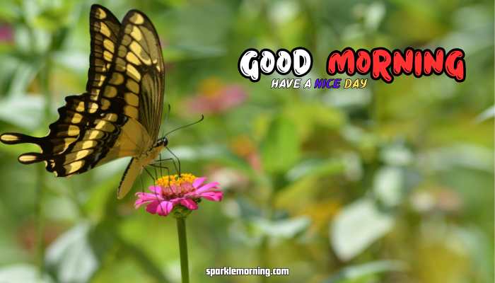 good morning butterfly images