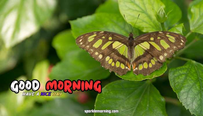 good morning butterfly images