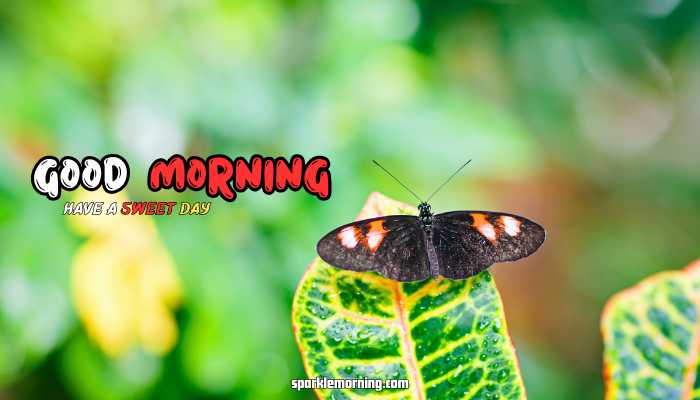 good morning butterfly images