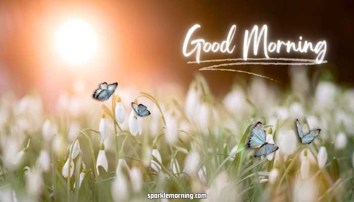 good morning butterfly images