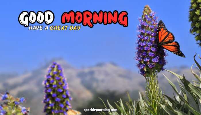 good morning butterfly images