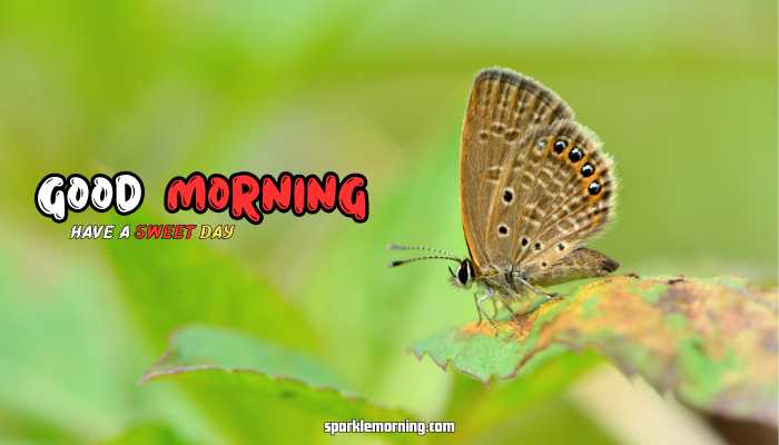good morning butterfly images