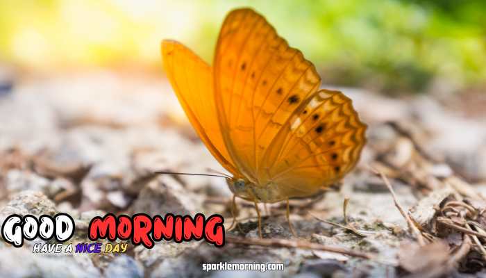 good morning butterfly images