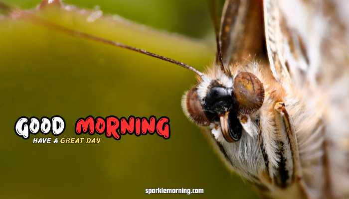 good morning butterfly images