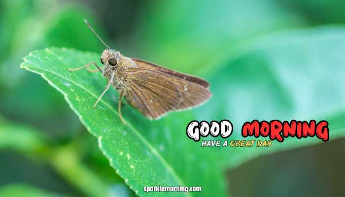 good morning butterfly images