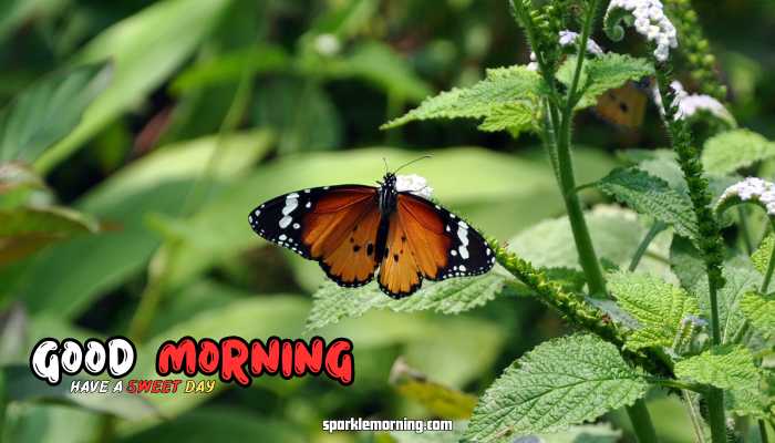 good morning butterfly images