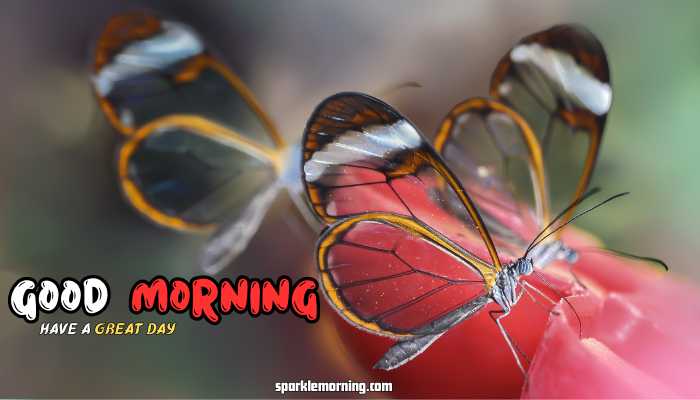 good morning butterfly images