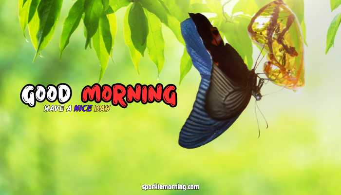 good morning butterfly images