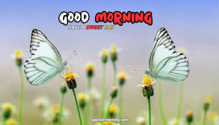 good morning butterfly images