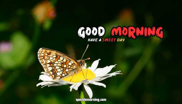 good morning butterfly images