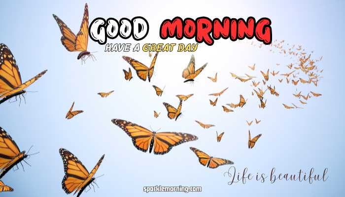 good morning butterfly images