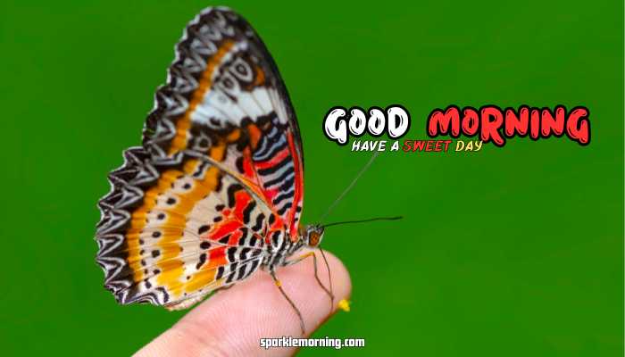good morning butterfly images