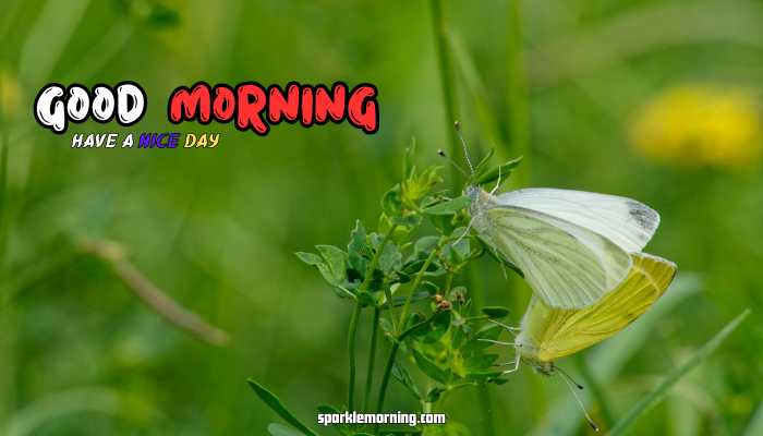 good morning butterfly images