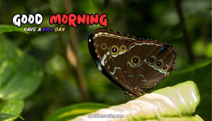 good morning butterfly images
