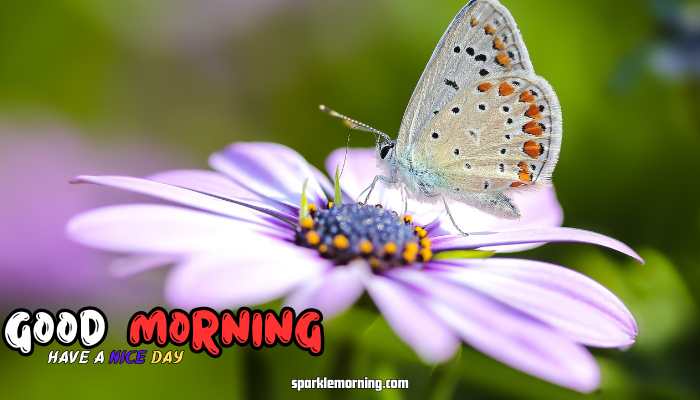 good morning butterfly images