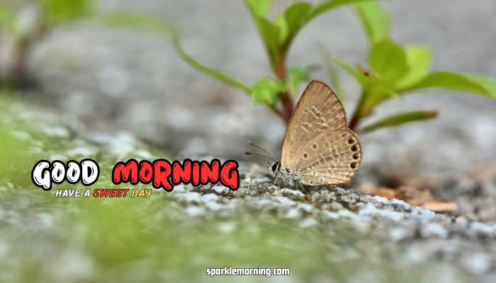 good morning butterfly images