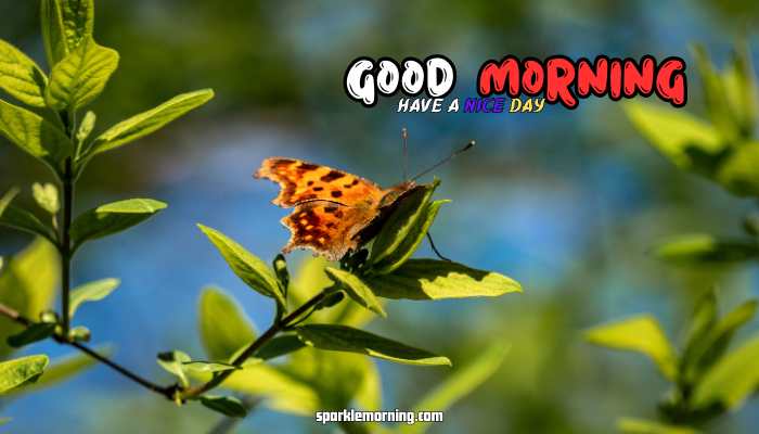 good morning butterfly images