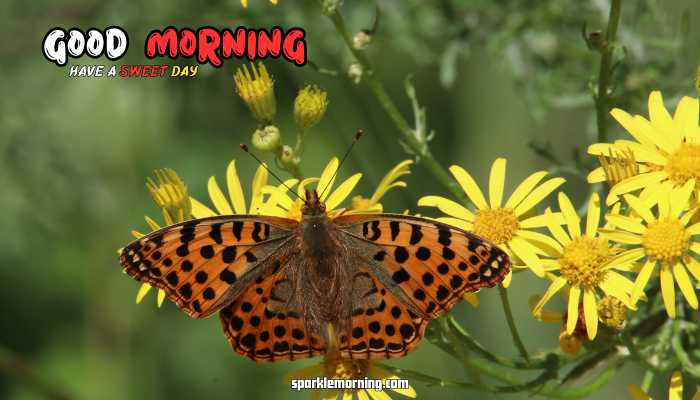 good morning butterfly images