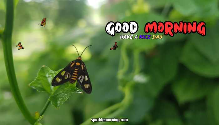 good morning butterfly images