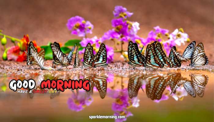good morning butterfly images