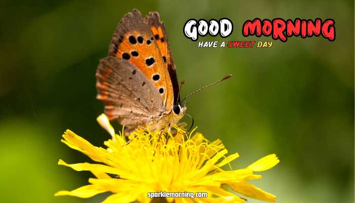 good morning butterfly images