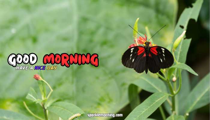 good morning butterfly images