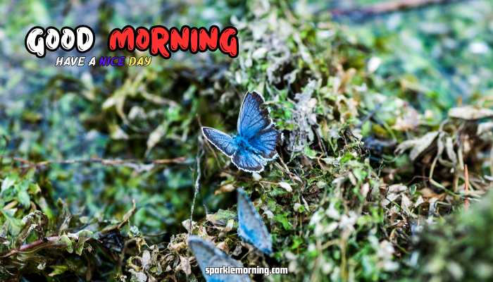 good morning butterfly images
