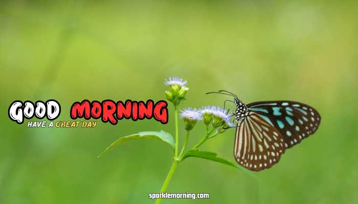 good morning butterfly images