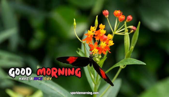 good morning butterfly images