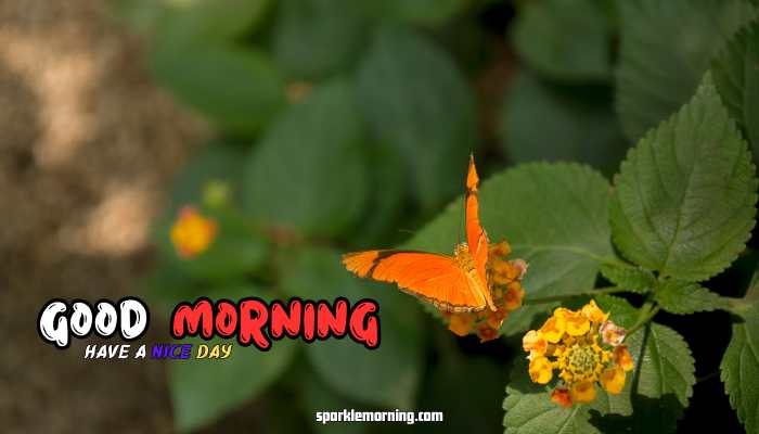 good morning butterfly images