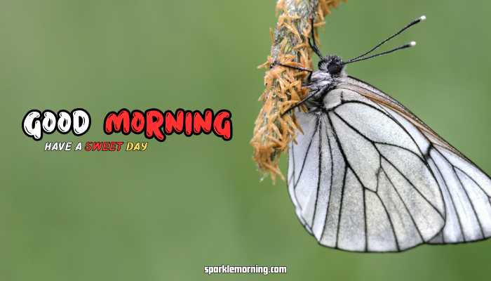 good morning butterfly images