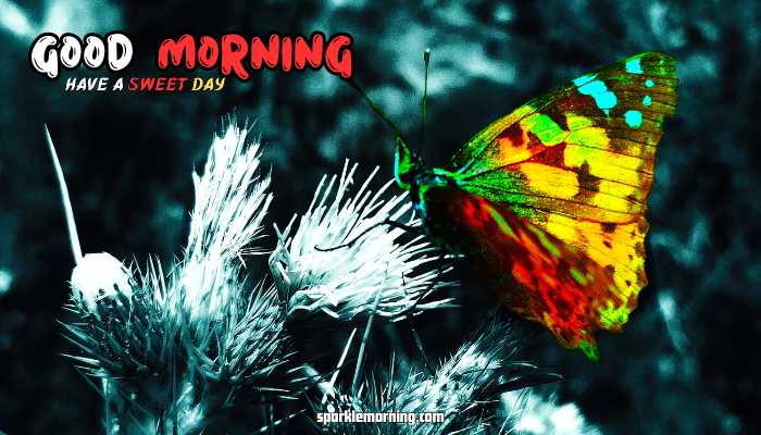 good morning butterfly images