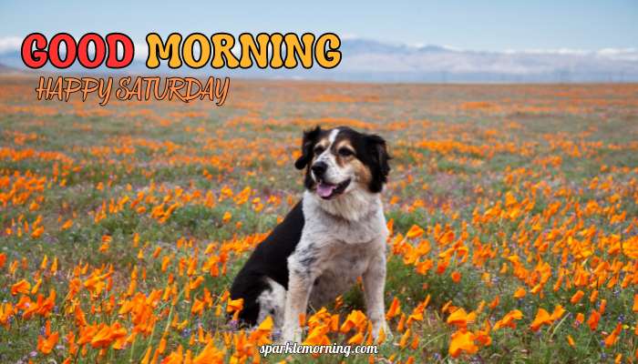 good morning happy saturday images